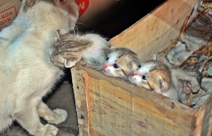 Foto: Laura Postelnicu