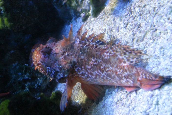 Una din sutele de vietati marine